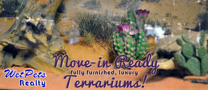 Furnished terrariums
